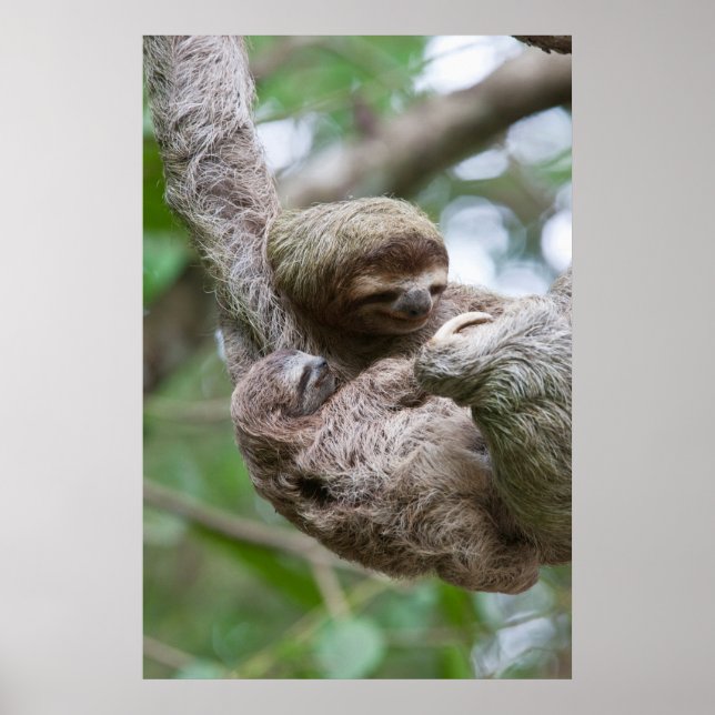 Poster Sloth Baby avec mère pendre d'un arbre (Devant)
