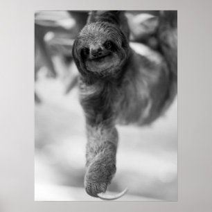Poster Sloth Hanging De La Faune De La Branche Des Arbres