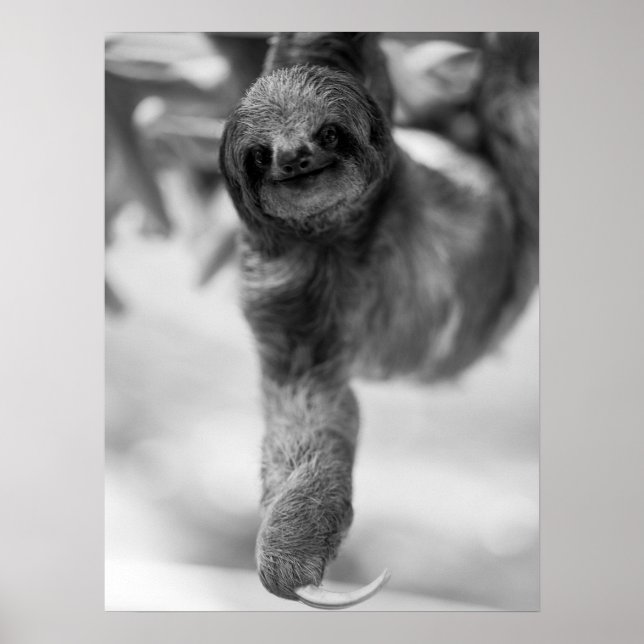 Poster Sloth Hanging De La Faune De La Branche Des Arbres (Devant)