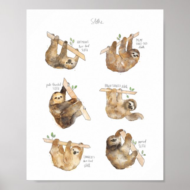 Poster Sloths Classic (Devant)