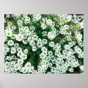 Poster Small white flowers in the grass in the daytime in