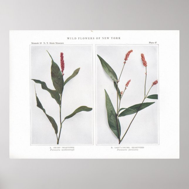 Poster Smartwitter - Persicaria muhlenbergii (Devant)