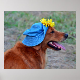 Poster Smiling Golden Retriever en Casquette