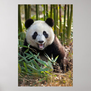 Poster Smiling Panda Portrait