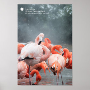Poster Smithsonian Flamants roses Dans La Neige