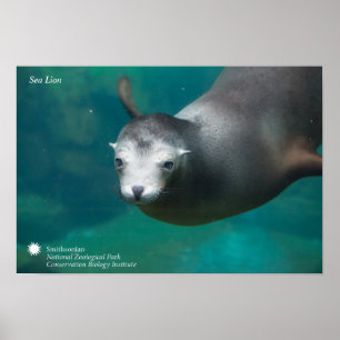 Poster Smithsonian Sea Lion