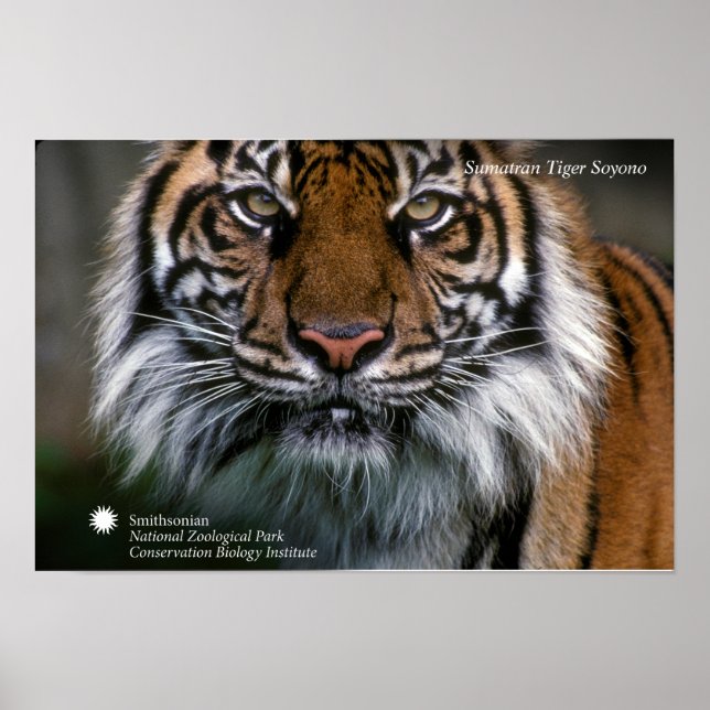 Poster Smithsonian | Sumatran Tiger Soyono (Devant)