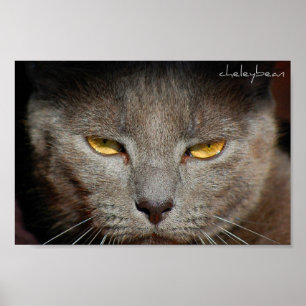 Poster Smokey l'affiche de chat