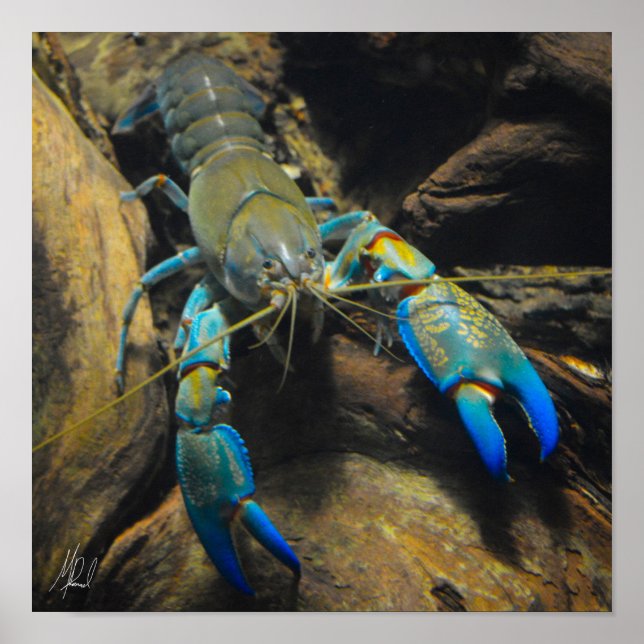 Poster Smooth Yabby signé (Devant)