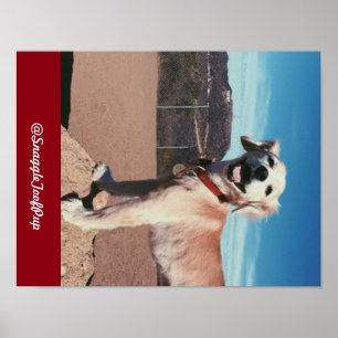 Poster @SnaggleToofPup