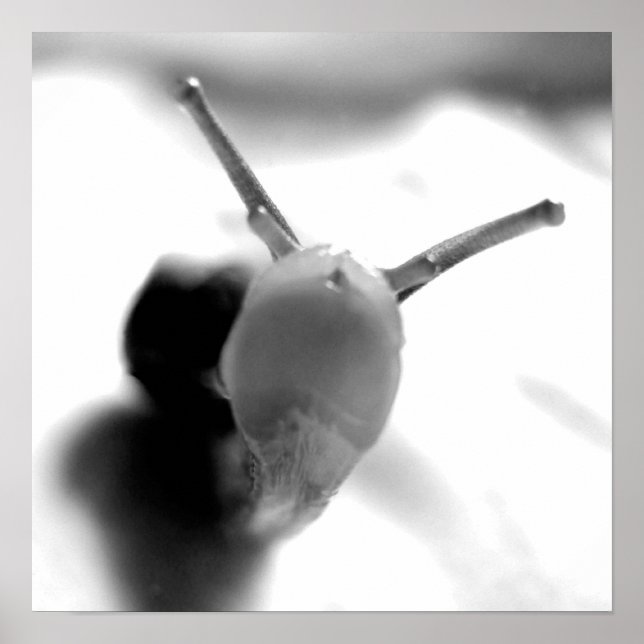 Poster Snail Kiss (Devant)