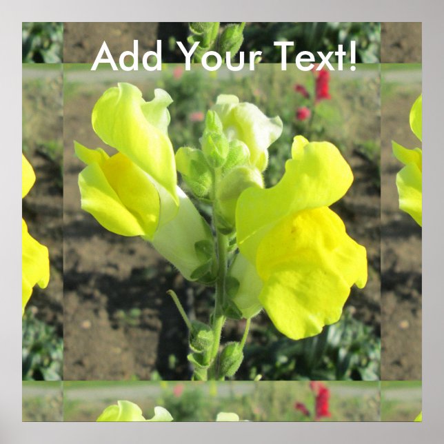 Poster Snapdragon (Devant)