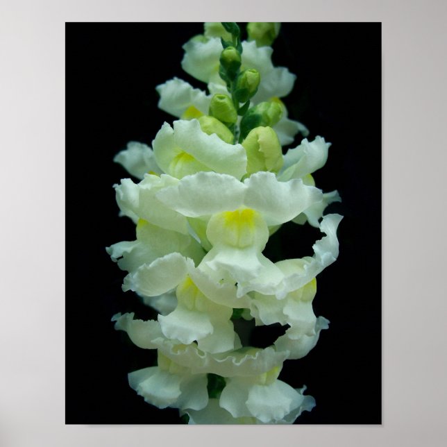Poster Snapdragon blanc (Devant)