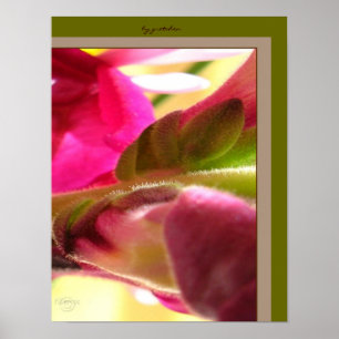 Poster Snapdragon Blossom CloseUp PhotoPoster par gretche