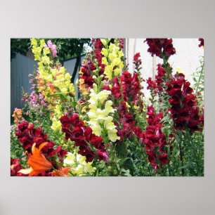 Poster Snapdragons de fusées gras