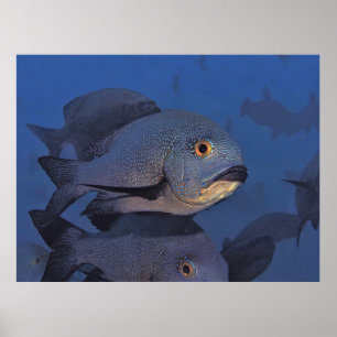 Poster Snapper de minuit