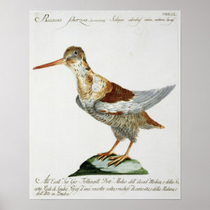 Poster Snipe, c.1767-76 (gravure colorée par main)