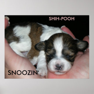 POSTER SNOOZIN', 2 SEMAINES SHIH-POO, S...