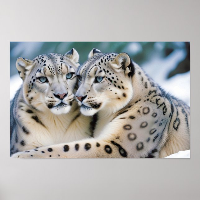 Poster Snow Leopard Animal Nature Animale Affection fauni (Devant)