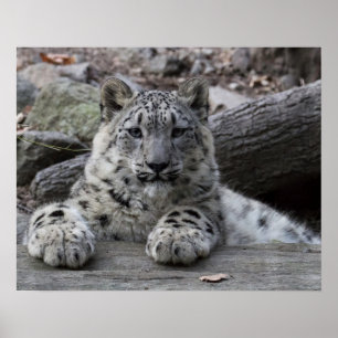 Poster Snow Leopard Cub assis