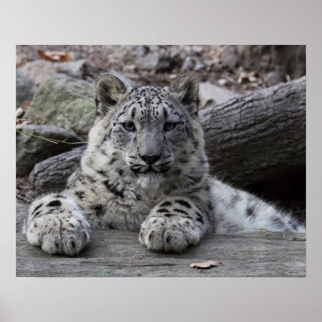 Poster Snow Leopard Cub assis (Devant)