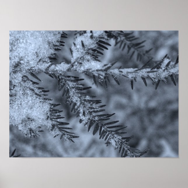 Poster Snow on Pine Needles (Devant)