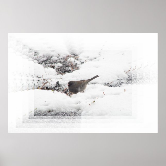 Poster Snowbird 01 (Devant)