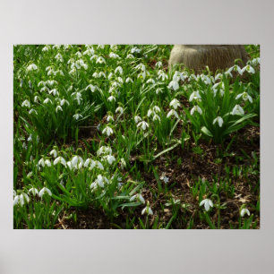 Poster Snowdrops