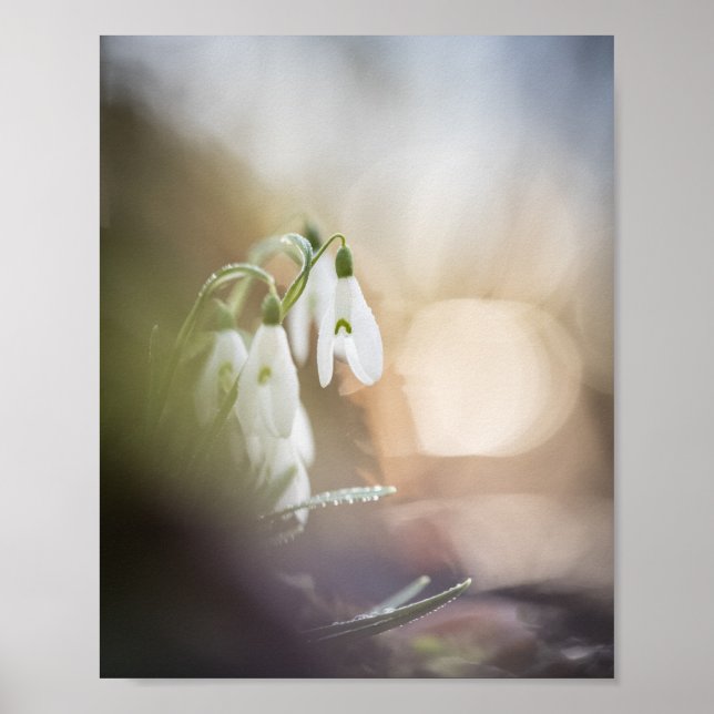 Poster Snowdrops Nature Photo (Devant)