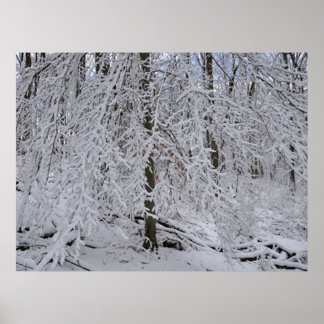 Poster Snowy Birch Tree Canopy (Devant)