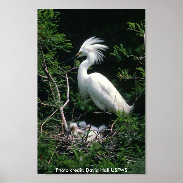 Poster / Snowy Egret (Front)