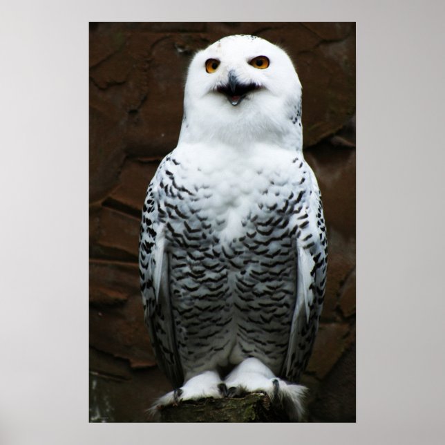 Poster Snowy Owl (Devant)