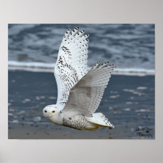 Poster Snowy Owl on Beach 