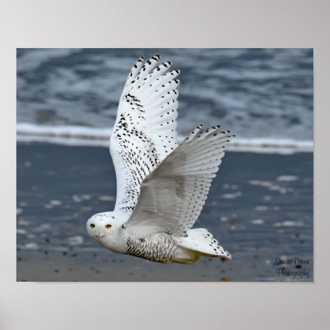 Poster Snowy Owl on Beach  (Devant)