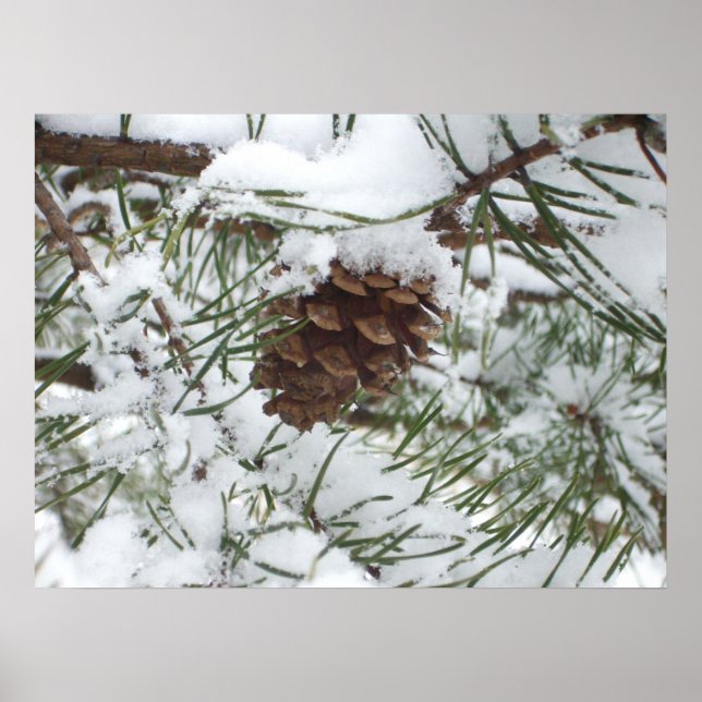 Poster Snowy Pine Cone I (Devant)