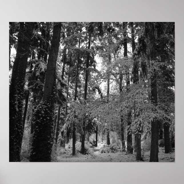 Poster Snowy Woods (Devant)