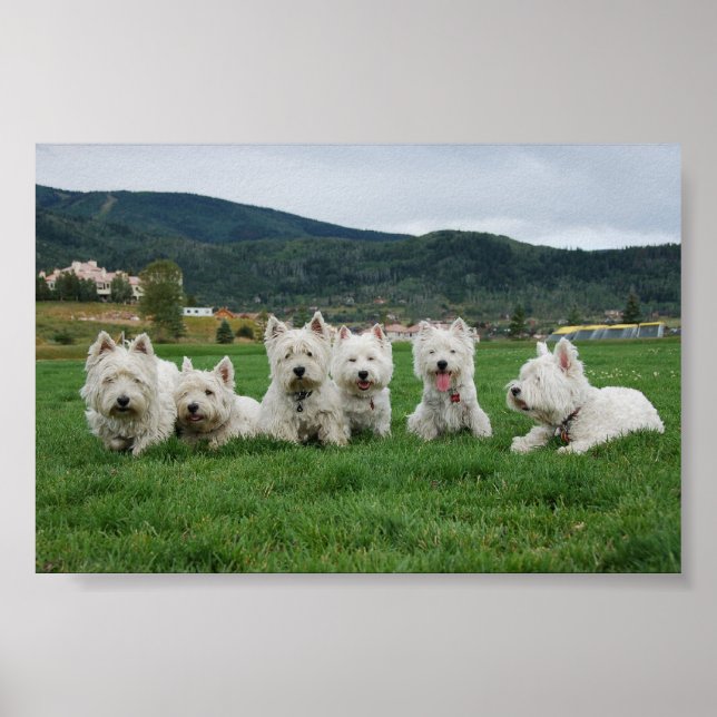 Poster Soccer Westies (Devant)
