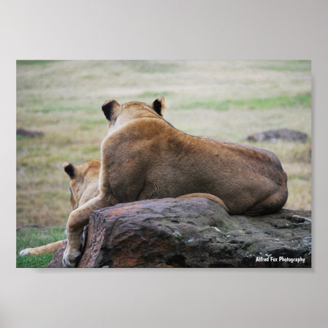 Poster Sœurs de la savane (Devant)