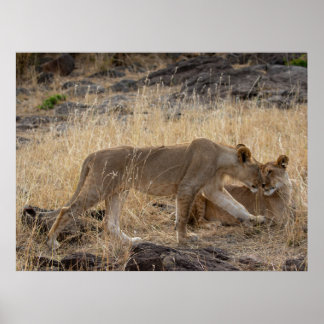 Poster Soeurs Lioness - Massai Mara Safari Wildlife Post
