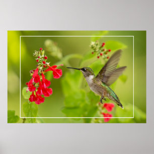 Poster Soft Green Summer