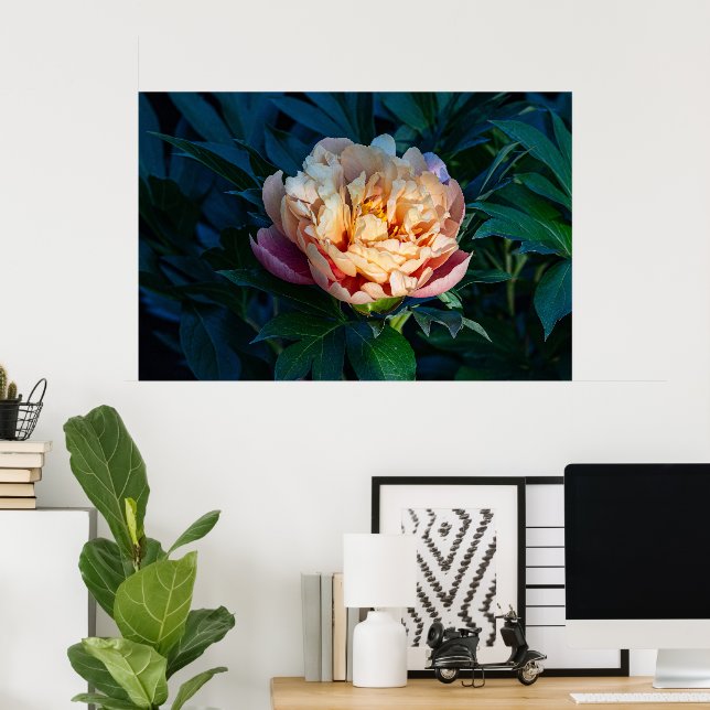 Poster Soft Splendor : Peach Peony Photography (Bureau à domicile)