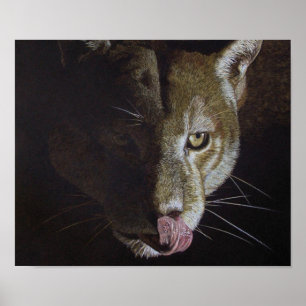 Poster Soirée Cougar