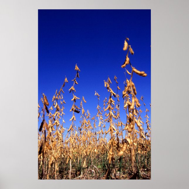 Poster soja (Devant)