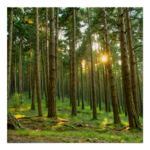 Poster Soleil à travers les arbres