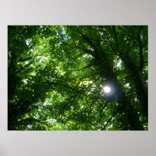 Poster Soleil dans les arbres