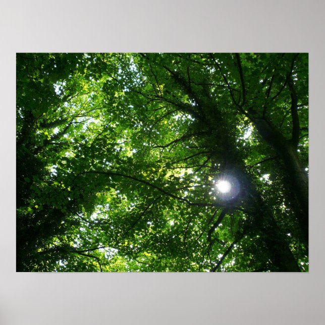 Poster Soleil dans les arbres (Devant)