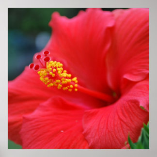 Poster Soleil des Hibiscus