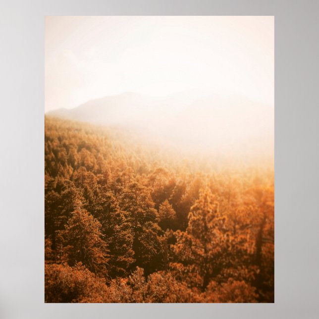 POSTER SOLEIL D'OR SUR UNE FORÊT (Devant)