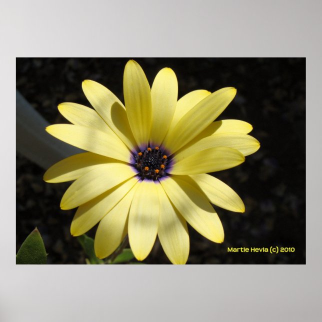 Poster Soleil sur une marguerite jaune (Devant)
