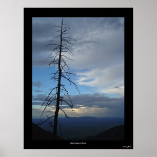 Poster Solitude de canyon de Miller